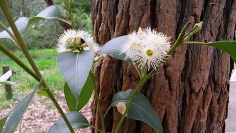 Cây Bạch Đàn Đỏ. Eucalyptus robusta Smith - Cây Thuốc Nam Quanh Ta